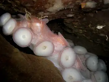 Giant Pacific Octopus