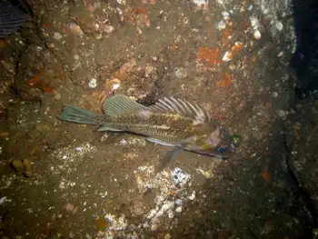 Copper Rockfish