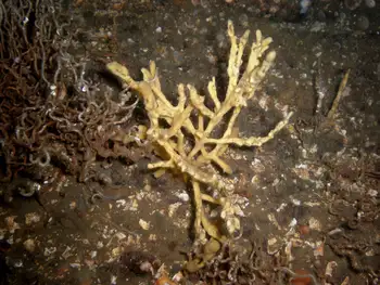 Tough Yellow Branching Sponge