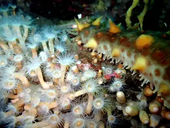 California Sea Cucumbers