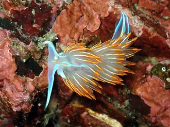 Horned Nudibranch