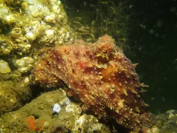 Red Octopus