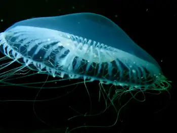 jelly dwelling anemone