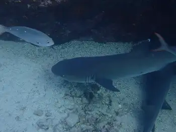whitetip reef shark