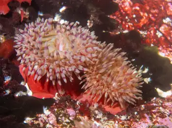Painted Anemones
