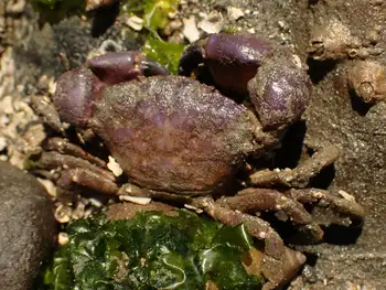 purple shore crab