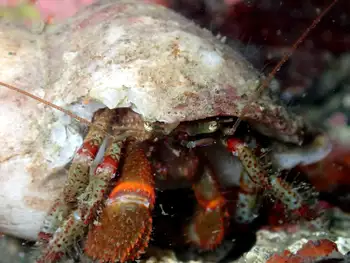 Bering Hermit Crab