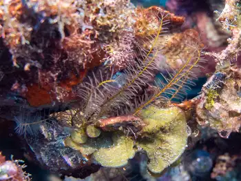 Beaded Feather Star