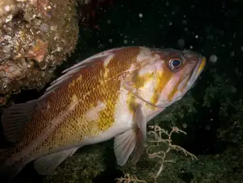 copper rockfish