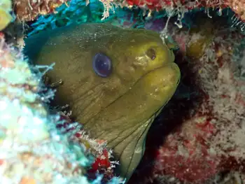 Green Moray Eel
