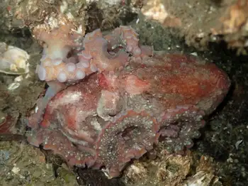 Juvenile Red Octopus