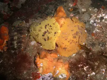 Sponge