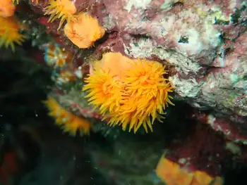 Tubastraea coccinea Coral