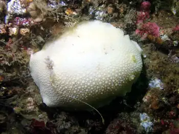 Noble Sea Lemon