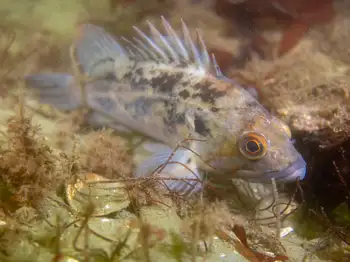 brown rockfish