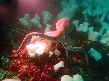 Giant Pacific Octopus