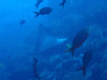 Eagle Ray