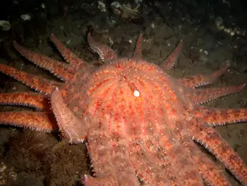 Sunflower Star