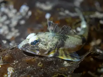 roughback sculpin