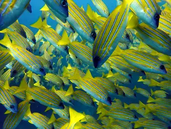 Bluestripe Snappers