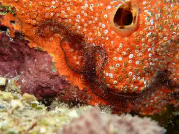 sponge brittle star