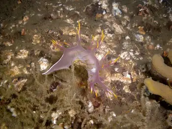 Multicolor Dendronotid