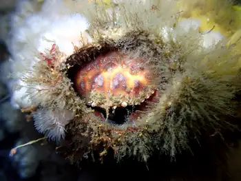 Pygmy Rock Crab
