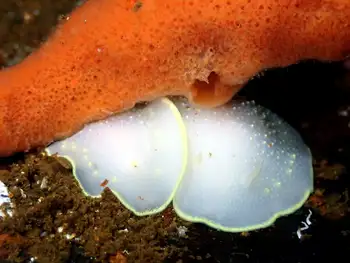 Yellow Margin Dorids