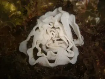 Eggs Nudibranch