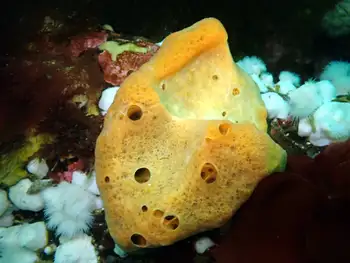 Sponge