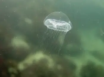 Water Jelly