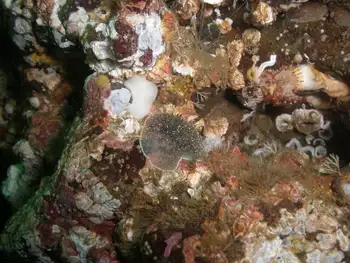 Nanaimo Nudibranch