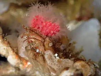 Graceful Decorator Crab