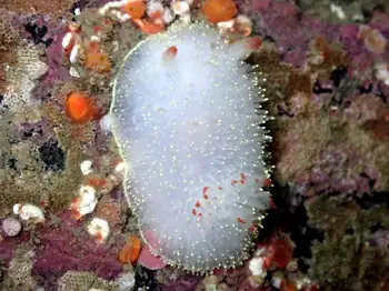 Nanaimo Nudibranch