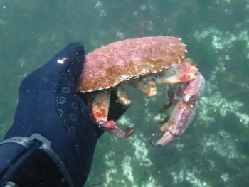 Red Rock Crab