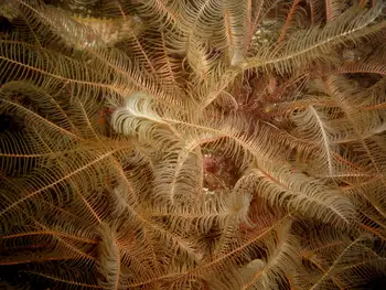 Northwest Feather Stars