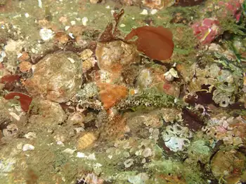 Smoothhead Sculpin