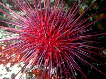 Red Sea Urchin