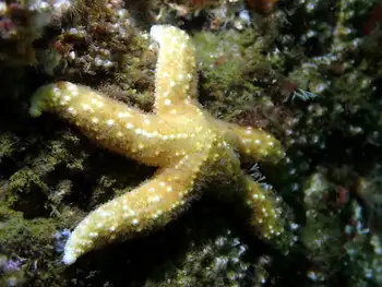 Ochre Star