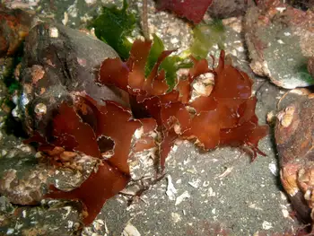 seaweed