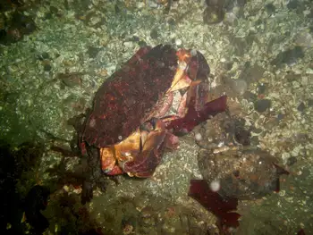 Red Rock Crab