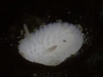 White Adalaria Nudibranch