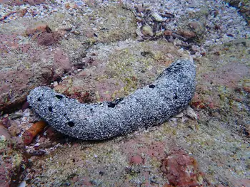 Atra Sea Cucumber
