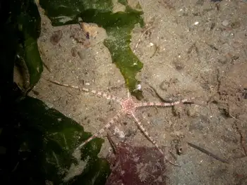 Gray Brittle Star