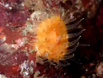Orange Cup Coral