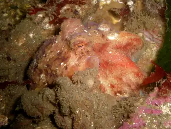 Red Octopus