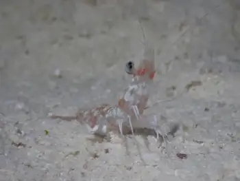 Shrimp