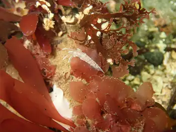 Red Gilled Nudibranch