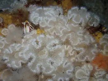 Short Plumose Anemones