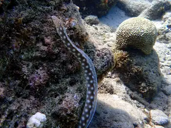 sharptail eel